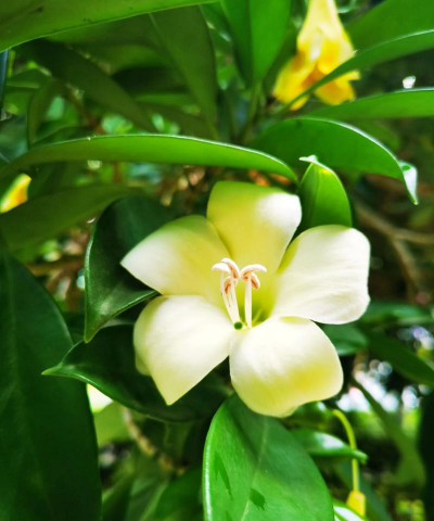 小众送妈妈的花有哪些花