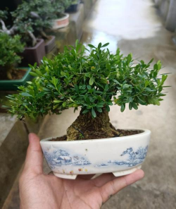 小众送妈妈的花有哪些花