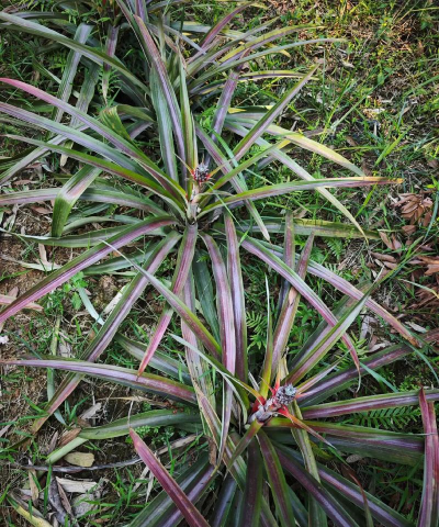 小众送妈妈的花有哪些花