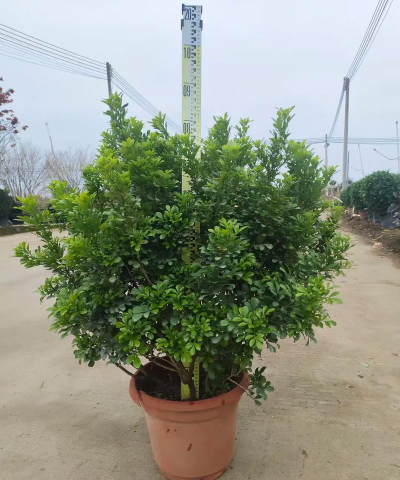 米兰植物什么科