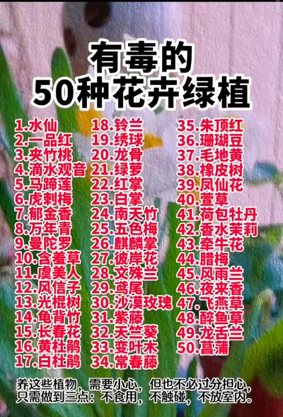 小众送妈妈的花有哪些花