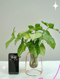 小众送妈妈的花有哪些花