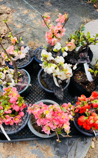 小众送妈妈的花有哪些花