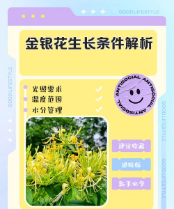 金银花如何长大
