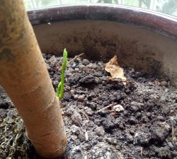 小众送妈妈的花有哪些花