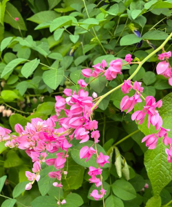 小众送妈妈的花有哪些花