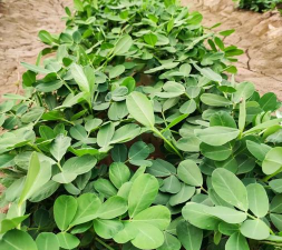 小众送妈妈的花有哪些花