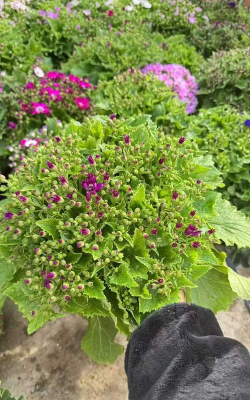 小众送妈妈的花有哪些花