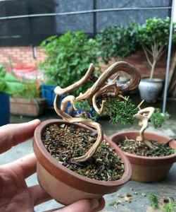 小众送妈妈的花有哪些花