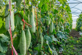 小众送妈妈的花有哪些花