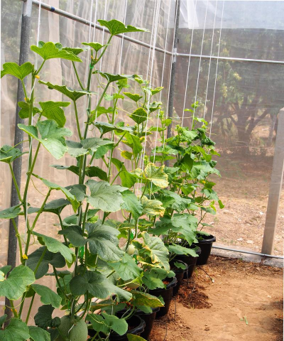 小众送妈妈的花有哪些花