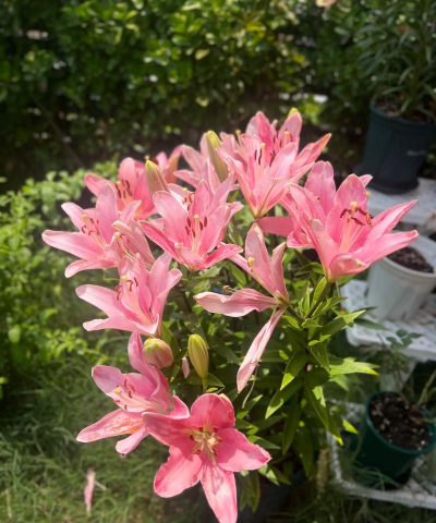 小众送妈妈的花有哪些花