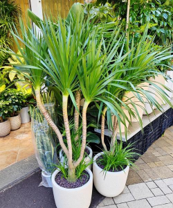 养殖什么树最好 养殖什么树最好