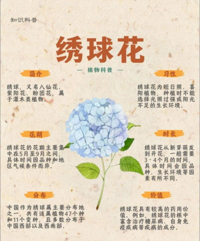 小众送妈妈的花有哪些花