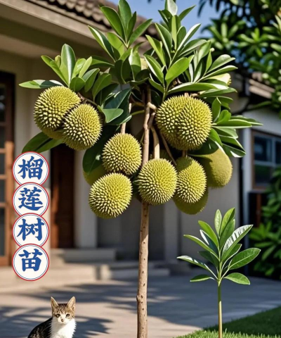 榴莲树多少年能结榴莲