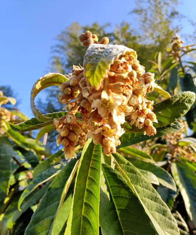 小众送妈妈的花有哪些花