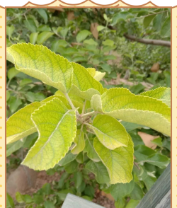 小众送妈妈的花有哪些花