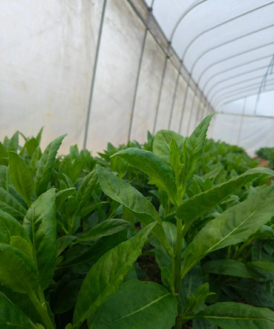 小众送妈妈的花有哪些花