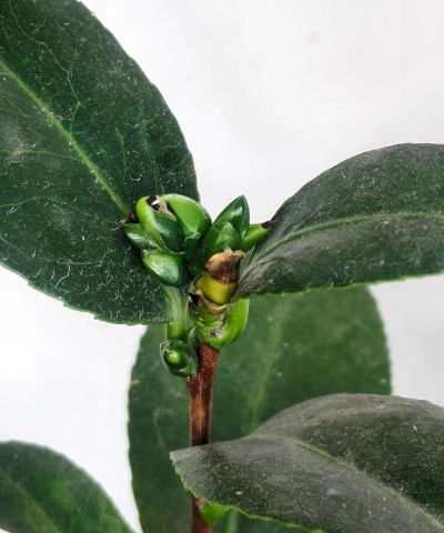 小众送妈妈的花有哪些花