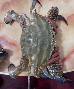 小众送妈妈的花有哪些花