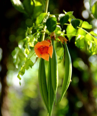 小众送妈妈的花有哪些花