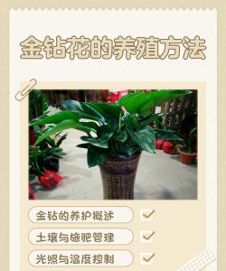 小众送妈妈的花有哪些花