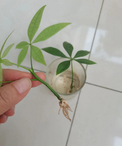 小众送妈妈的花有哪些花