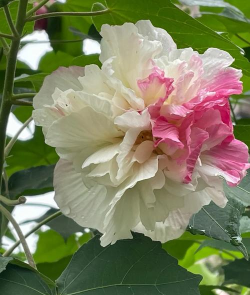 小众送妈妈的花有哪些花