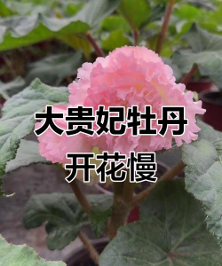 小众送妈妈的花有哪些花