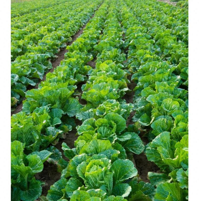 小众送妈妈的花有哪些花