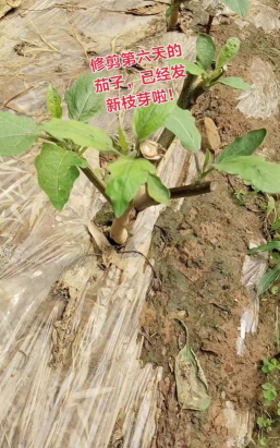 小众送妈妈的花有哪些花