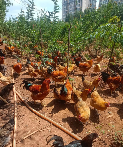 小众送妈妈的花有哪些花