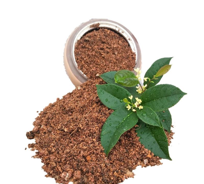 小众送妈妈的花有哪些花