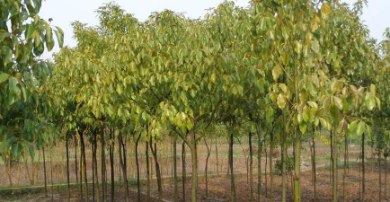 小众送妈妈的花有哪些花