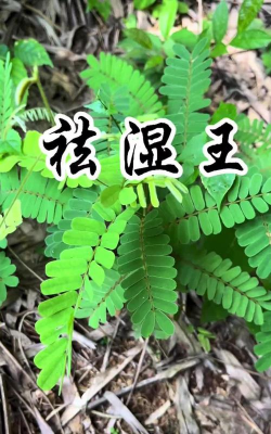 毛相思子是什么，与鸡骨草区别有哪些