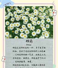 雏菊是送给死去的人吗（不同颜色雏菊的花语）
