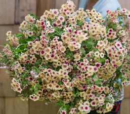 小众送妈妈的花有哪些花