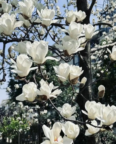 小众送妈妈的花有哪些花