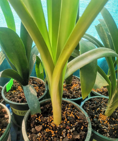 小众送妈妈的花有哪些花