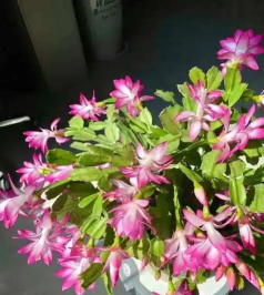 小众送妈妈的花有哪些花