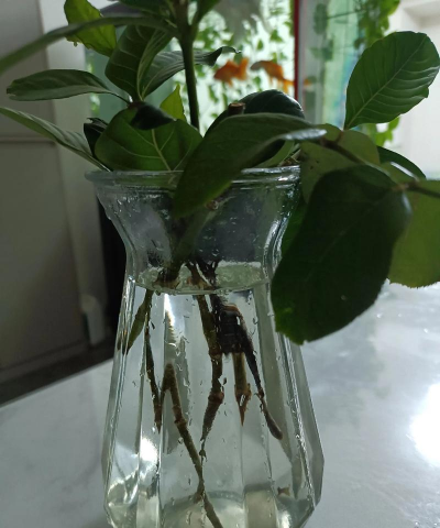 小众送妈妈的花有哪些花