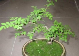 小众送妈妈的花有哪些花