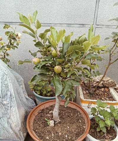 小众送妈妈的花有哪些花