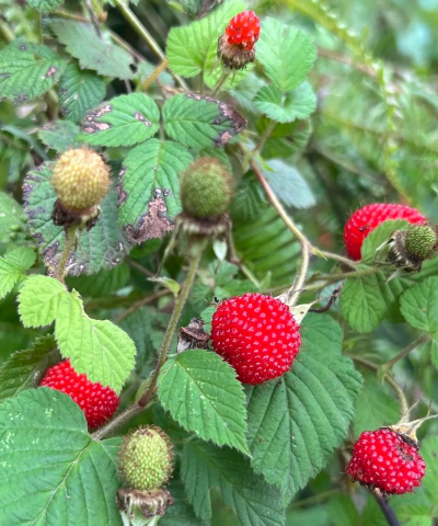 野草莓就是覆盆子吗 野草莓就是覆盆子吗