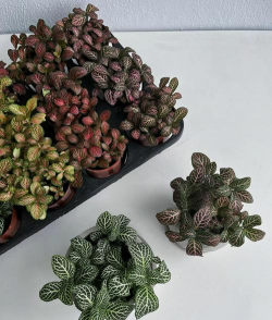 小众送妈妈的花有哪些花