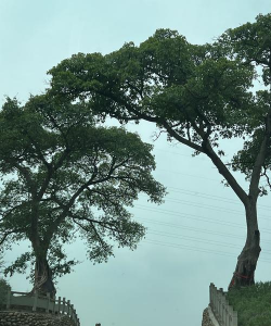 小众送妈妈的花有哪些花