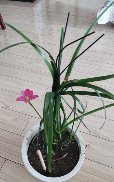 小众送妈妈的花有哪些花