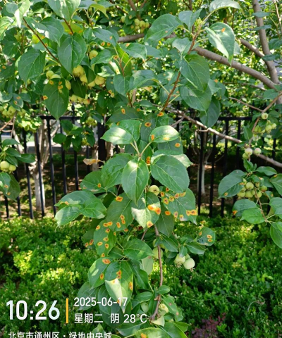 小众送妈妈的花有哪些花