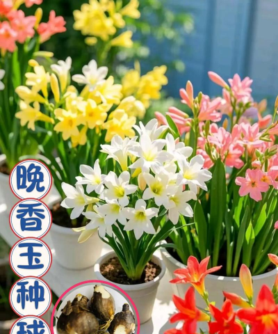 小众送妈妈的花有哪些花