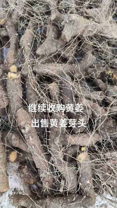 黄姜价格多少钱一斤